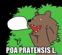  Роа pratensis L.