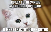 когда ты не учишь уголовный процесс, в мире грустит один котик