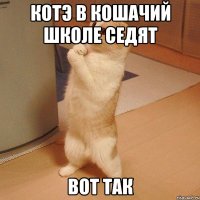 котэ в кошачий школе седят ВОТ ТАК