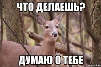 Что делаешь? Думаю о тебе