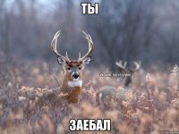 ТЫ ЗАЕБАЛ