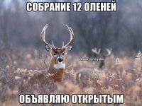 Собрание 12 Оленей Объявляю открытым