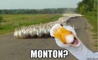  monton?