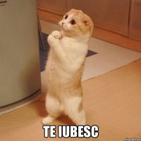  Te iubesc