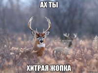 АХ ТЫ ХИТРАЯ ЖОПКА