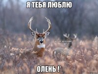 я тебя люблю олень !*