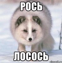 РОСЬ ЛОСОСЬ