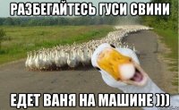 Разбегайтесь гуси свини едет Ваня на машине )))