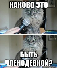 каково это быть членодевкой?