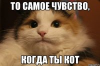 То самое чувство, когда ты кот