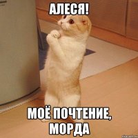 Алеся! Моё почтение, морда