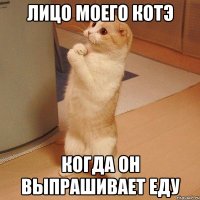 лицо моего котэ когда он выпрашивает еду