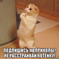  Подпишись на Приколы! Не расстраивай котейку!