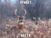 привет настя