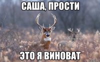 Саша, прости это я виноват