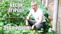 а если огурец? два в одном!