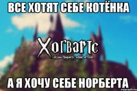 Все хотят себе котёнка А я хочу себе Норберта