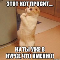 этот кот просит.... ну ты уже в курсе,что именно!