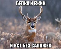 белка и ёжик и все без сапожек