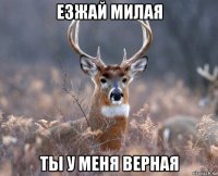 езжай милая ты у меня верная