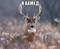 я ахмед 