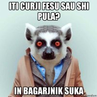 iti curji fesu sau shi pula? in bagarjnik suka