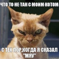 Что то не так с моим котом С тех пор,когда я сказал "Мяу"