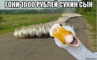 гони 1000 рублей сукин сын 