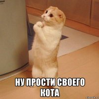  ну прости своего кота