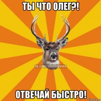 ты что олег?! отвечай быстро!