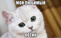 мой любимый котик