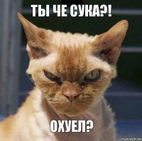 ты че сука?! ОХУЕЛ?