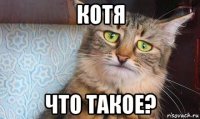 котя что такое?