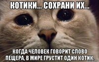 котики... сохрани их... когда человек говорит слово пещера, в мире грустит один котик.