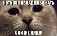 котиков не надо обижать они же няши