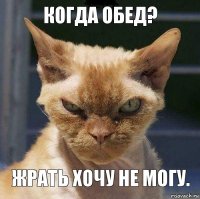 когда обед? жрать хочу не могу.