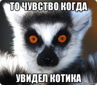 то чувство когда увидел котика