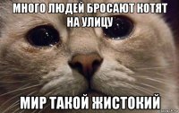 много людей бросают котят на улицу мир такой жистокий