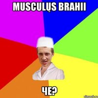 musculus brahii че?