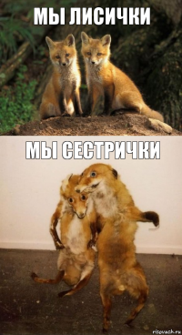 Мы лисички Мы сестрички