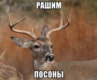 рашим посоны