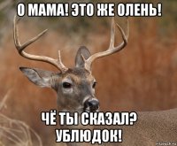 о мама! это же олень! чё ты сказал? ублюдок!