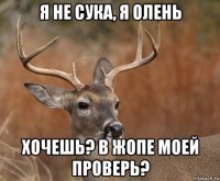 я не сука, я олень хочешь? в жопе моей проверь?