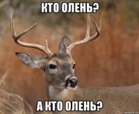 кто олень? а кто олень?