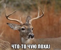  что-то чую лоха)