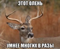 этот олень умнее многих в разы