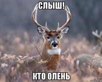 слыш! кто олень