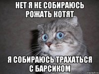 нет я не собираюсь рожать котят я собираюсь трахаться с барсиком