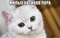 милых котиков пора 