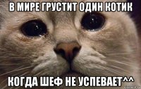 в мире грустит один котик когда шеф не успевает^^